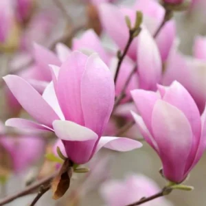 Jane Magnolia Live Plant – Fragrant Blooms, 2.5 inch Pot, Outdoor Tree - Image 5