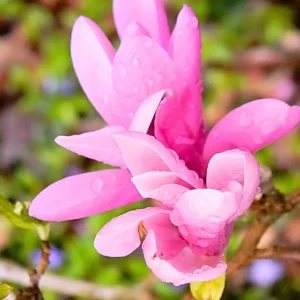 Jane Magnolia Live Plant – Fragrant Blooms, 2.5 inch Pot, Outdoor Tree - Image 6