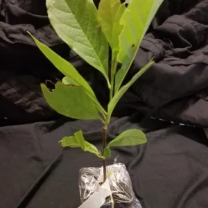 Jane Magnolia Live Plant – Fragrant Blooms, 2.5 inch Pot, Outdoor Tree - Image 9