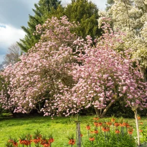 Jane Magnolia Live Plant – Purple-Pink Blooms, 6-12 inches, 2.5-inch Pot, Outdoor Shrub - Image 10