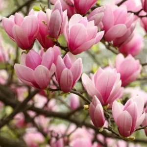 Jane Magnolia Live Plant – Purple-Pink Blooms, 6-12 inches, 2.5-inch Pot, Outdoor Shrub - Image 2