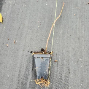 Jane Magnolia Live Plants - 2 Pack - 2.5