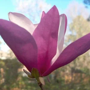 Jane Magnolia Live Plants - 2 Pack - 2.5