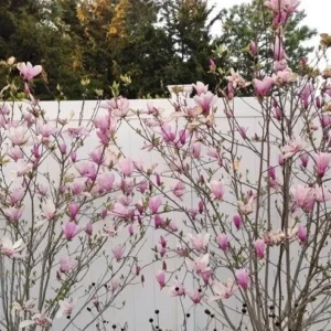 Jane Magnolia Rooted Cuttings - 2 Pack Bare Root, 8-12 inches, Purple Flowers, Outdoor Tree - Image 2