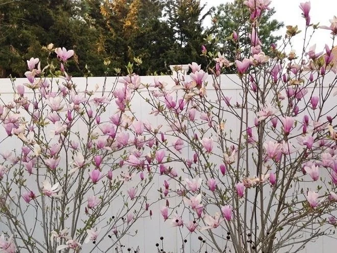 Jane Magnolia Rooted Cuttings - 2 Pack Bare Root, 8-12 inches, Purple Flowers, Outdoor Tree - Image 2