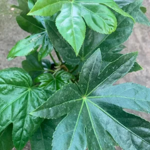 Japanese Aralia Live Plant - Fatsia Japonica - 6-8