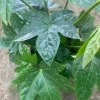 Japanese Aralia Live Plant - Fatsia Japonica - 6-8" Tall - 1 Gallon Pot - Image 1