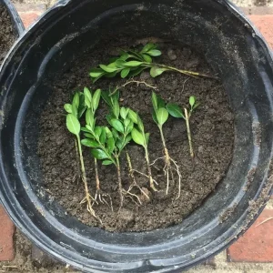 Japanese Boxwood Cuttings - Set of 12 Unrooted for Bush & Hedge Planting, Outdoor, Green - Image 3