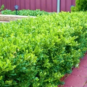 Japanese Boxwood Cuttings - Set of 12 Unrooted for Bush & Hedge Planting, Outdoor, Green - Image 5