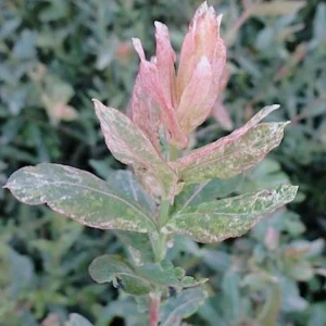 Japanese Dappled Nishiki Willow Live Plant – 8-12