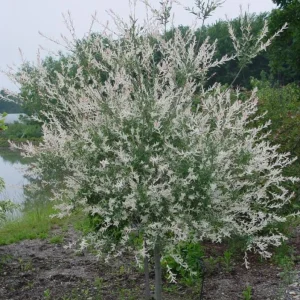 Japanese Dappled Nishiki Willow Live Plant – 8-12