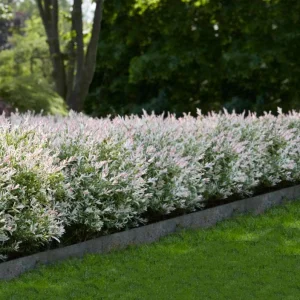 Japanese Dappled Nishiki Willow Live Plant – 8-12