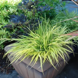 Japanese Forest Grass Live Plant 2 Varieties - Hakonechloa macra 'Aureola' & 'All Gold' - Ornamental Grass - Image 2