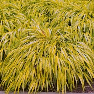 Japanese Forest Grass Live Plant 2 Varieties - Hakonechloa macra 'Aureola' & 'All Gold' - Ornamental Grass - Image 1