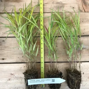 Japanese Forest Grass Live Plant 2 Varieties - Hakonechloa macra 'Aureola' & 'All Gold' - Ornamental Grass - Image 4