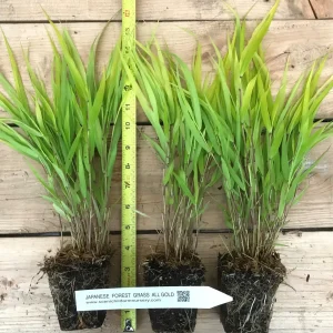 Japanese Forest Grass Live Plant 2 Varieties - Hakonechloa macra 'Aureola' & 'All Gold' - Ornamental Grass - Image 5
