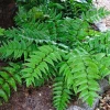 Japanese Holly Fern Live Plant - Cyrtomium Falcatum, 4'' Pot, Indoor/Outdoor - Image 1