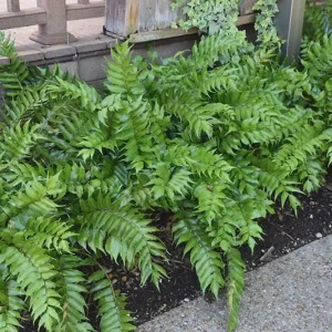 Japanese Holly Fern Live Plant - Cyrtomium Falcatum, 4'' Pot, Indoor/Outdoor - Image 2