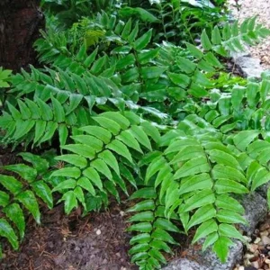 Japanese Holly Fern Live Plant - Cyrtomium Falcatum, 4'' Pot, Indoor/Outdoor - Image 1