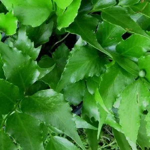 Japanese Holly Fern Live Plant - Cyrtomium Falcatum, 4'' Pot, Indoor/Outdoor - Image 4