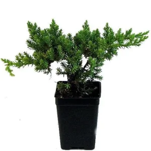 Japanese Juniper Bonsai Starter Tree - Live Plant - 2.5 inch Pot - Indoor - Image 1