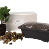 Japanese Juniper Bonsai Tree Kit - Live 1-2 Year Old Plant with Pot & Soil - Image 1