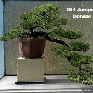 Japanese Juniper Bonsai Tree Live Plant - Juniperus procumbens Nana - 4