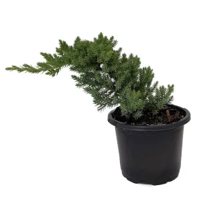 Japanese Juniper Bonsai Tree Live Plant - Juniperus procumbens Nana - 4