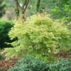 Japanese Maple METAMORPHOSA® Live Plant – 4 inch Pot – Ever-Changing Foliage - Image 1