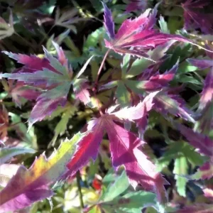 Japanese Maple METAMORPHOSA® Live Plant – 4 inch Pot – Ever-Changing Foliage - Image 2