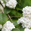 Japanese Snowball Live Plant - Viburnum plicatum Shrub 12-24in Tall Deciduous - Image 1