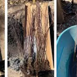 Japanese Snowball Live Plant - Viburnum plicatum Shrub 12-24in Tall Deciduous - Image 2