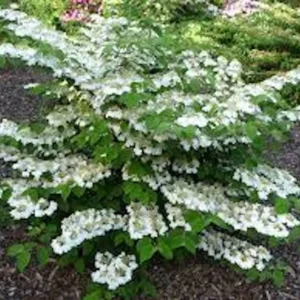 Japanese Snowball Live Plant - Viburnum plicatum Shrub 12-24in Tall Deciduous - Image 3
