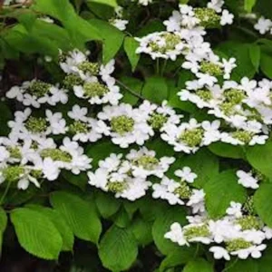 Japanese Snowball Live Plant - Viburnum plicatum Shrub 12-24in Tall Deciduous - Image 4