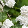 Japanese Snowball Plant Live Plant – 3-Pack Viburnum plicatum – 12-24in Tall Deciduous Shrub - Image 1