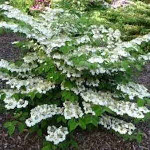 Japanese Snowball Plant Live Plant – 3-Pack Viburnum plicatum – 12-24in Tall Deciduous Shrub - Image 4