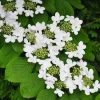 Japanese Snowball Plant (Viburnum Plicatum) - Live Shrub - 3-inch Container - Image 1