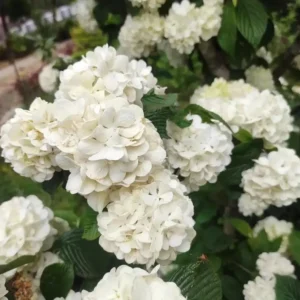 Japanese Snowball Viburnum Live Bush - 6-12" Tall - 3" Pot - Outdoor Shrub - Image 1