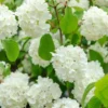 Japanese Snowball Viburnum Live Plant - 2.5" Pot - Outdoor Shrub - Image 1