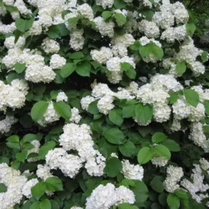 Japanese Snowball Viburnum Live Plant - 2.5