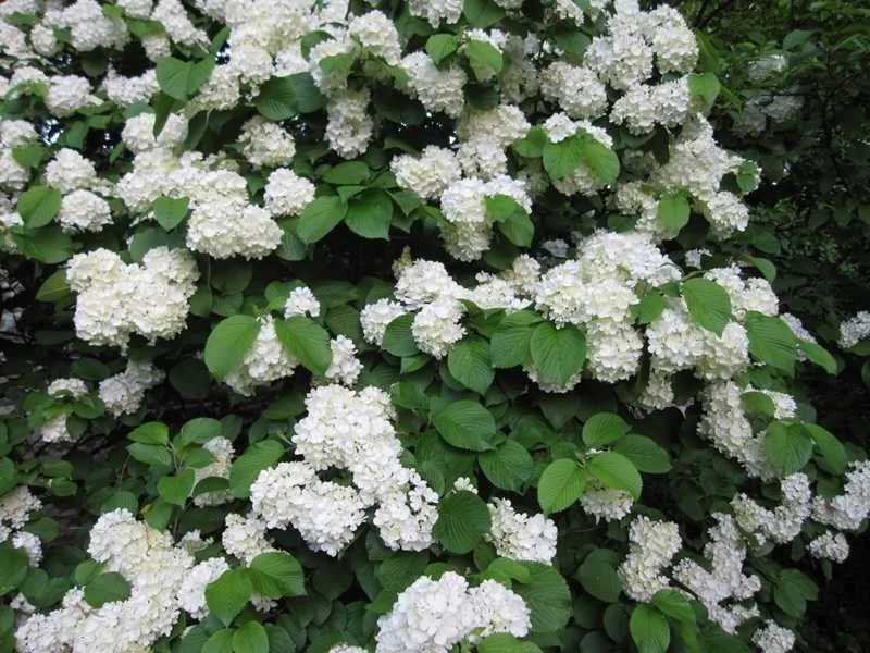 Japanese Snowball Viburnum Live Plant - 2.5" Pot - Outdoor Shrub - Image 2