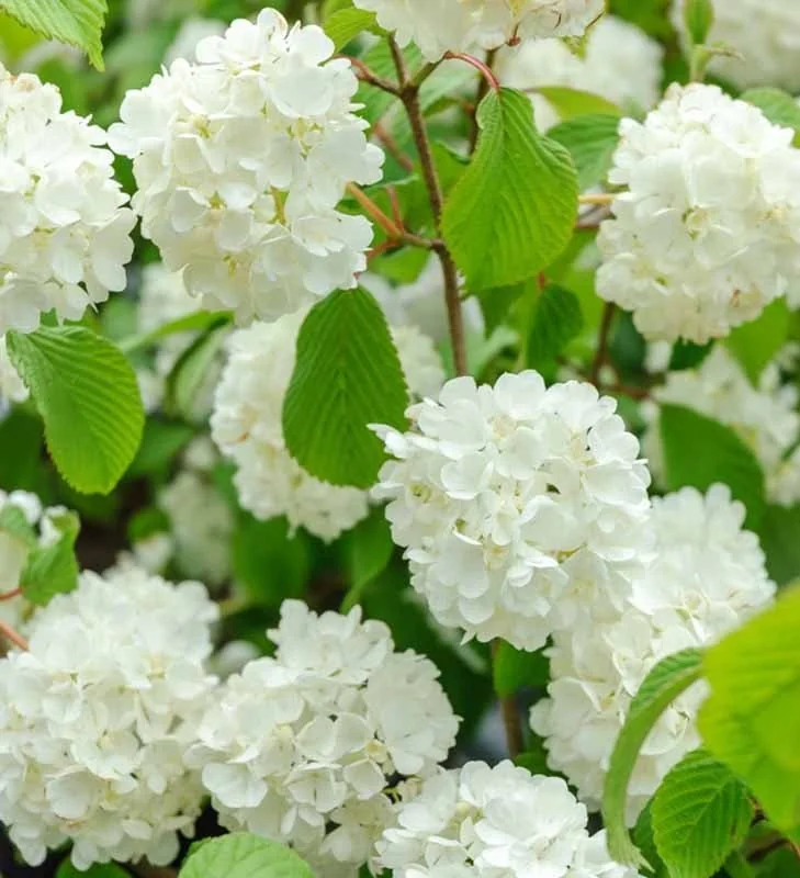 Japanese Snowball Viburnum Live Plant - 2.5" Pot - Outdoor Shrub - Image 1