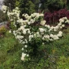 Japanese Snowball Viburnum Live Plant - 2.5" Pot - White Flowering Shrub Outdoor - Image 1