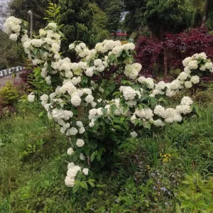 Japanese Snowball Viburnum Live Plant - 2.5" Pot - White Flowering Shrub Outdoor - Image 1