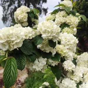 Japanese Snowball Viburnum Live Plant - 2.5