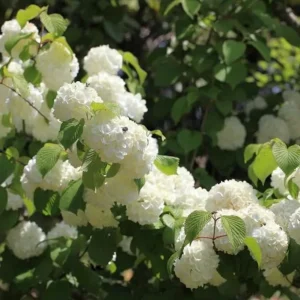 Japanese Snowball Viburnum Live Plant - 2.5