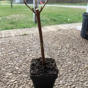 Japanese Snowball Viburnum Live Plant - 2.5