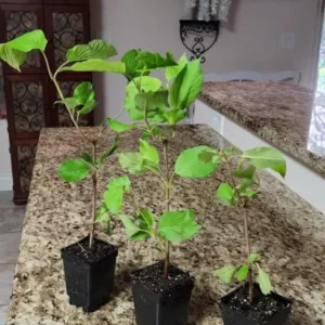 Japanese Snowball Viburnum Live Plant - 2.5