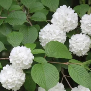 Japanese Snowball Viburnum Live Plant - 2.5