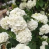 Japanese Snowball Viburnum Live Plant - 6-12" Tall - 3" Pot - White Blooming Shrub - Outdoor - Image 1